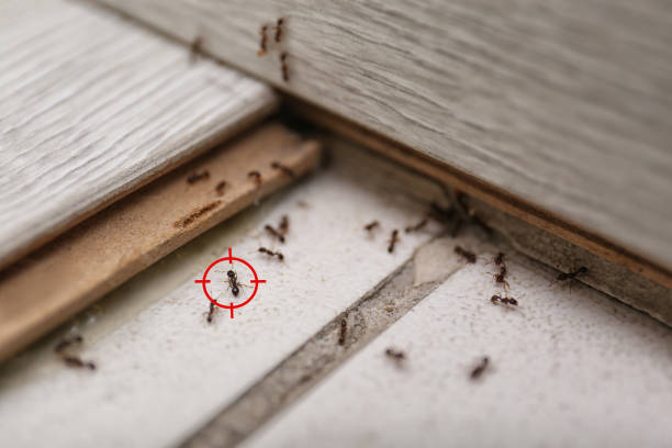 Best Mosquito Control Services  in Des Moines, IA